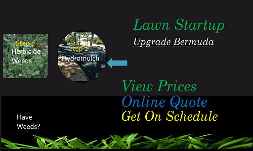Lawn startup upgrade Bermuda